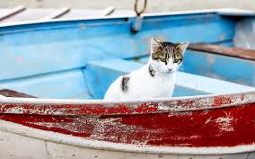 You Could Get Paid To Live On A Greek Island And Cuddle Cats All Day Greek Islands Greek Island Tours Cat Cuddle