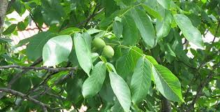 walnut tree ile ilgili görsel sonucu