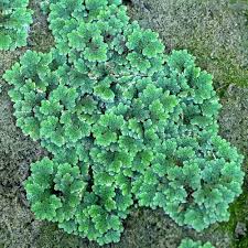 Image result for Azolla
