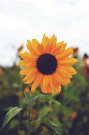 Sunflower Wallpaper Sunflower Wallpaper Beautiful Flowers Flower Wallpaper