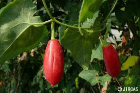 Image result for Coccinia grandis