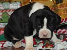 Boxer dog cute puppy posterblack & white wall art print card or canvas. Boxer Puppies In Illinois