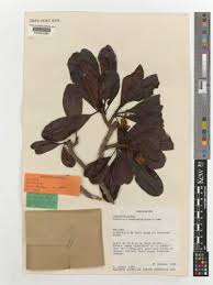 Image result for Kotschya capitulifera