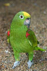 yellow crowned amazon periquitos fotos de papagaio passaros fofos