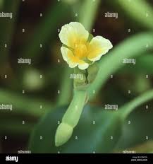 Image result for Limnocharitaceae