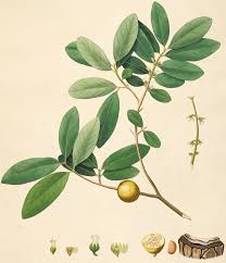 Image result for Diospyros sp. no. 1 sensu FZ