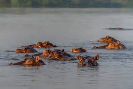 Image result for Hippocratea pallens