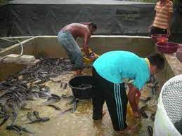 The freshwater fisheries research centre operates within the fisheries department of the ministry of agriculture, for the development of freshwater aquaculture, and the conservation and management of aquatic resources. Malaysian Freshwater Catfish Project Youtube