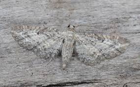 Image result for Eupithecia subumbrata