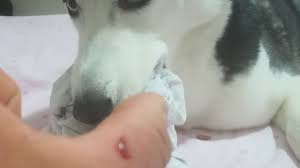 Kopegimizin Tuvaleti Geldigini Nasil Anliyoruz Youtube