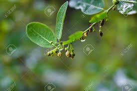 Image result for Phyllanthus reticulatus