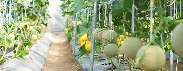 Top 5 companion plants to maximize yields, enhance flavor and deter pests 2021, april. How To Grow Cantaloupe Tittac