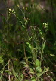 Image result for Emilia abyssinica