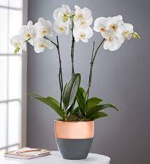 Below are some 1800flowers.com's seasonal best selling arrangements. Serenity Orchid Garden 1800flowers Com