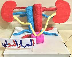 urinary system school project model مشروع للمدرسة للجهاز البولي مجسم art
