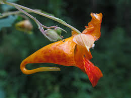 Image result for Balsaminaceae