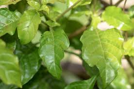 Image result for Crossandra puberula