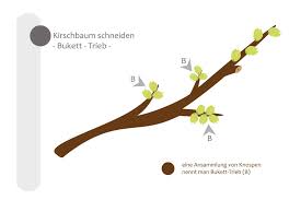 Da an einem belaubten baum schwer zu erkennen ist, welche triebe stören, ist es für laien besser, im winter zu schneiden. Kirschbaum Schneiden Bebilderte Anleitung Fur Den Kirschbaumschnitt