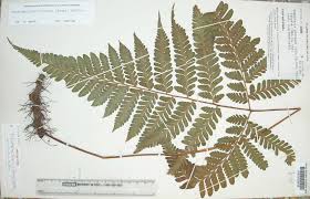 Image result for Triplophyllum