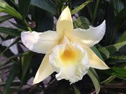 Image result for Urochloa xantholeuca