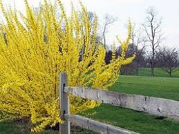 How To Prune Forsythia Forsythia Bush Plants Flower Garden