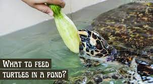 What To Feed Turtles In A Pond Turtleholic