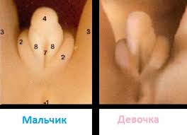 Картинки по запросу пол ребенка 12 недель фото