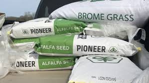 How much does brome seed cost. For Healthy Stands Of Alfalfa Do Your Research And Choose Seed Wisely