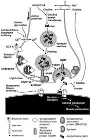 Human botulism may refer to foodborne botulism, infant botulism, wound botulism, and inhalation botulism or other types of intoxication. Pharmacology Of Botulinum Toxin Sciencedirect