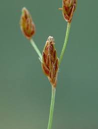 Image result for Bulbostylis sp.no.4