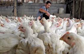 La gripe aviaria o gripe aviar, también denominada como influenza aviar (del inglés), gripe del pollo o gripe de los pájaros, designa a una enfermedad infecciosa vírica y que afecta a las aves, aunque tiene suficiente potencial como para infectar a distintas especies de mamíferos, incluidos el ser humano, el cerdo y el gato doméstico. Xc4s0ttxjn 4um