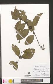 Image result for Clitandra cymulosa