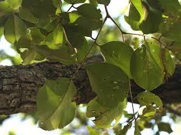 Image result for Pterocarpus rotundifolius