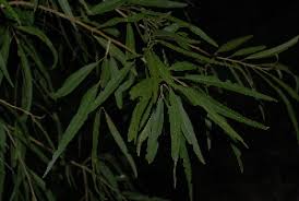 Image result for Boscia salicifolia