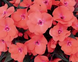 Image result for Impatiens stuhlmannii
