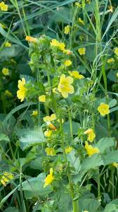 Image result for Sida chrysantha