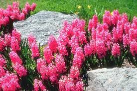 Pin On Gardening