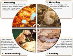 Woodworm Treatment Google Zoeken Woodworm Woodworm Treatment Beetle