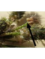 Image result for Fuirena ciliaris