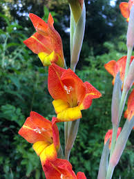 Image result for Gladiolus dalenii