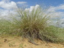 Image result for Stipagrostis