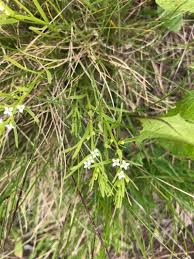 Image result for Thesium thamnus
