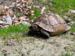 Spur Thighed Tortoise Or Greek Tortoise Testudo Graeca Bulgaria