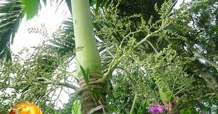 Pohon Palem Yang Sering Di Jadikan Tanaman Hias