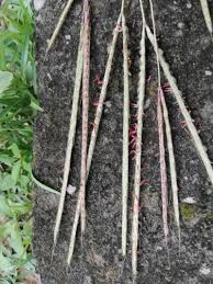 Image result for Andropogon schirensis
