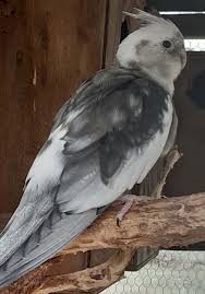 Find white cockatiel in birds for rehoming | find birds locally for sale or adoption in ontario : Aviary Pied Whiteface Male Cockatiel