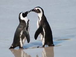 We did not find results for: Who Knew 7 Amazing Facts About African Penguins For World Penguin Day Lion World Travel