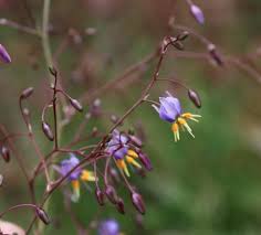 Image result for Wahlenbergia paludicola