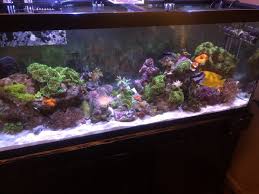 644 likes · 9 talking about this · 855 were here. Artificial Decor Reef2reef Saltwater And Reef Aquarium Forum
