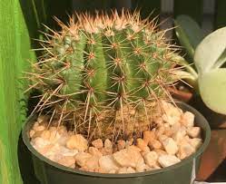 In permanent plant such as bushes and trees, the leaves are also providing shade, and the thorns of to make sure it's dry, you can use an electronic moisture meter inserted all the way to the bottom of the pot, or stick in a pencil, kebob skewer, or thin. How To Save A Rotting Cactus Laidback Gardener